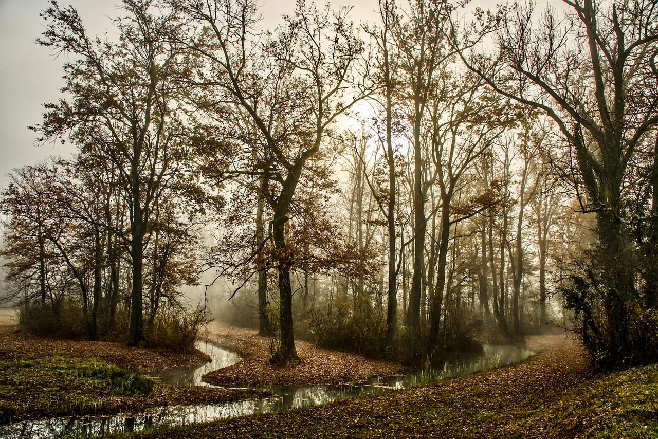A park on the western edge of the city, where the fog arrives first.