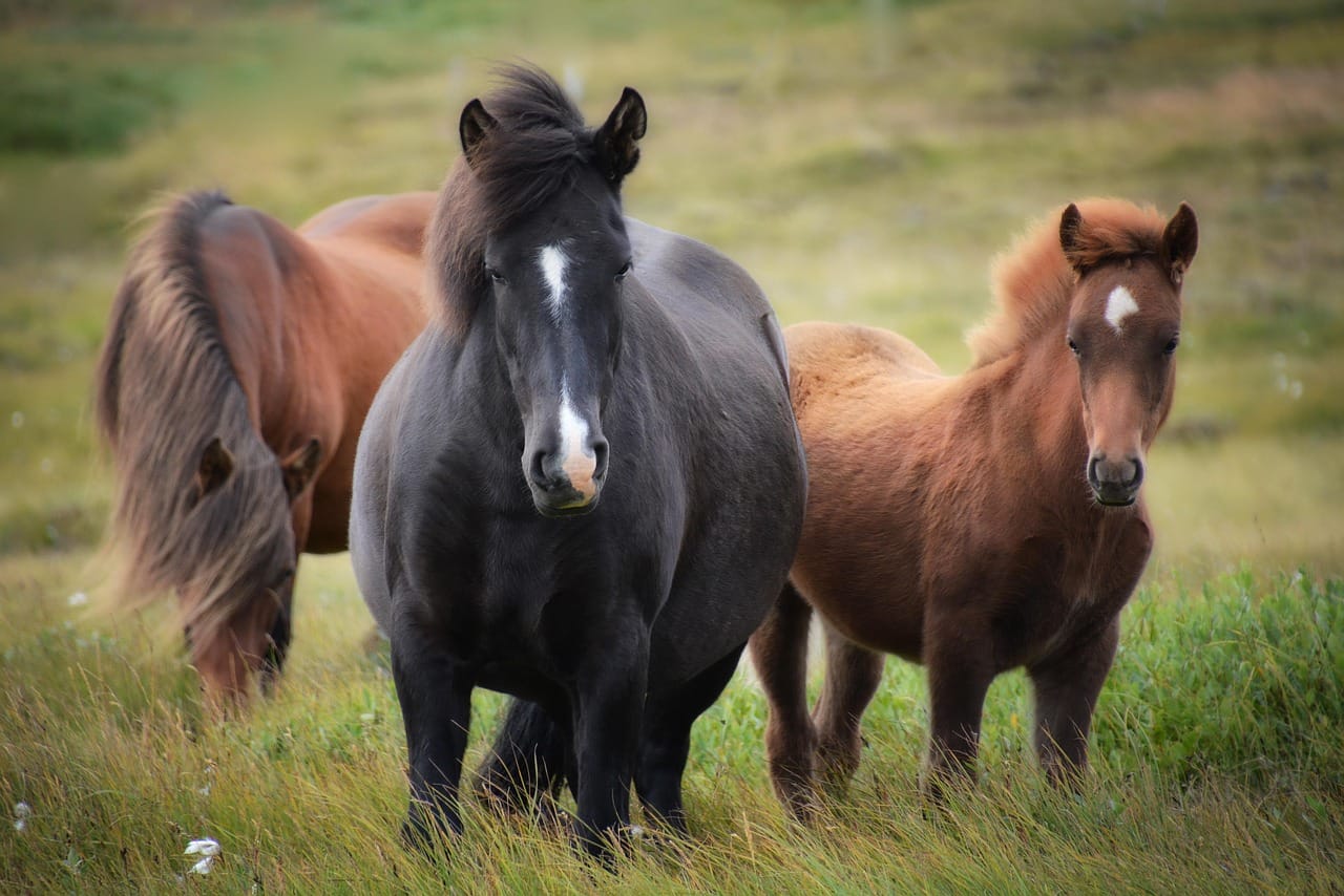 Horses near the ring road, curious as always.