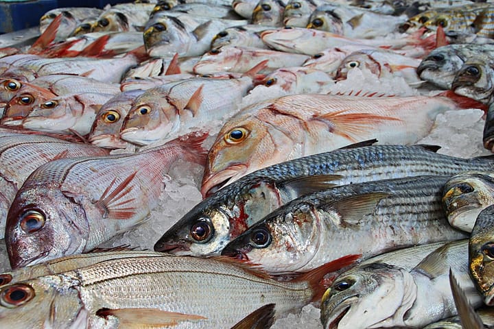 Faces of the fish market